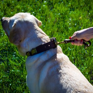 Коричневый кожаный переходник на поводок для лабрадора «Dog Comfort»